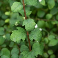 Snowberry